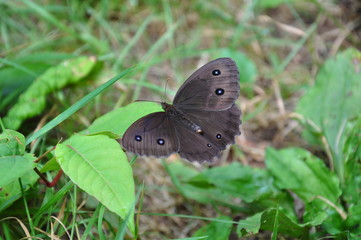 ジャノメチョウ