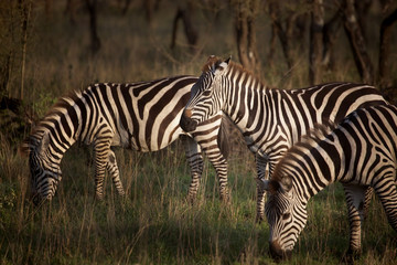 Fototapeta na wymiar Zebra 7484