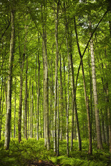 Fototapeta na wymiar Magiczny las