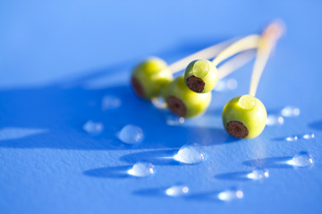 fruit and water drops
