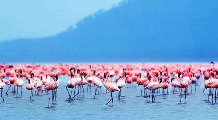 Afrikanische Flamingos
