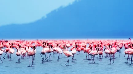 Fotobehang Flamingo Afrikaanse flamingo& 39 s