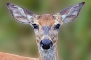 White-tailed Deer Close-up