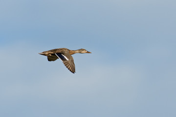 Mallard Duck in Flight