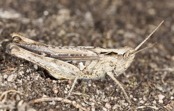 Small grasshopper laying eggs, macro photo