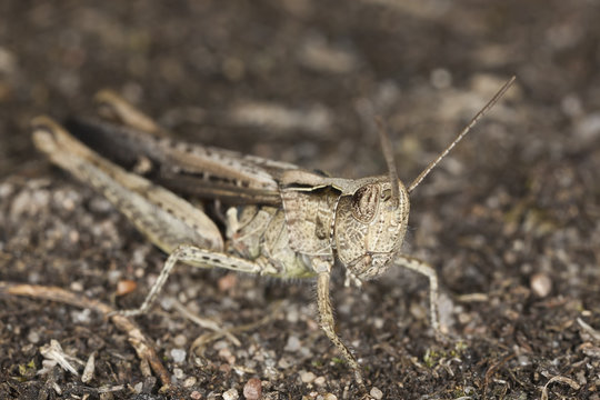 Grasshopper camouflaged on ground, macro photo