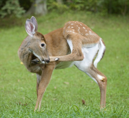 Contortionist fawn