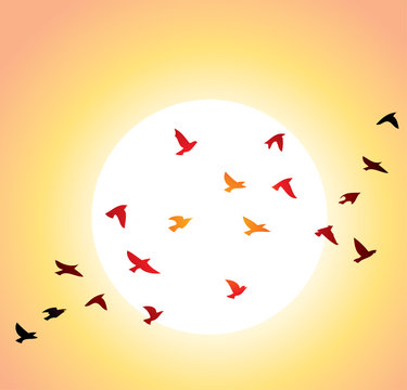 flying birds and bright sun