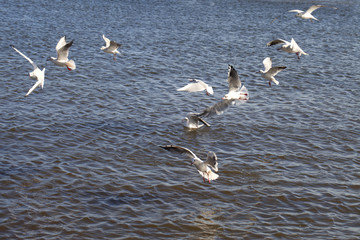 Fototapeta na wymiar Sea gulls.