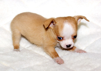 Chihuahua puppy