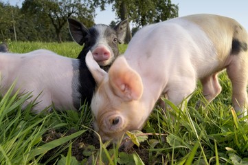 Fototapeta premium Ferkelausflug