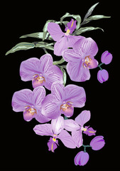 Naklejka na ściany i meble lilac orchid flowers on black background