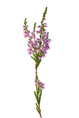 purple isolated heather branch