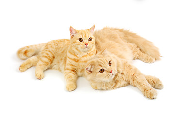 Obraz premium Two scottish cats