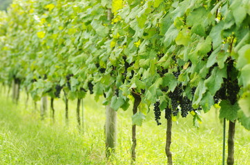 Fototapeta na wymiar Uprawa winorośli