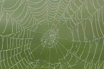 Spinnennetz