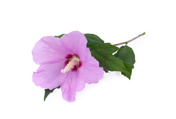 Purple hibiscus flower