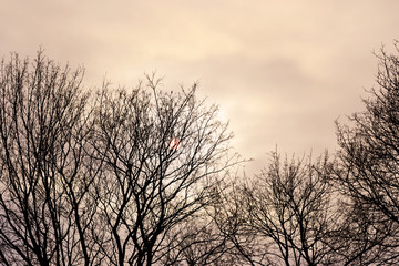 Tree silhouettes and winter sky