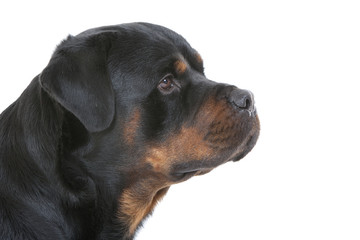 portrait de rottweiler de profil © CallallooAlexis