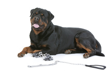 rottweiler allongé avec sa laisse et son jouet