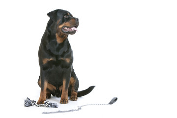 Fototapeta premium rottweiler assis avec impression de puissance