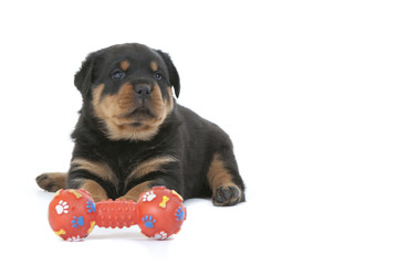 chiot rottweiler avec son os en plastique