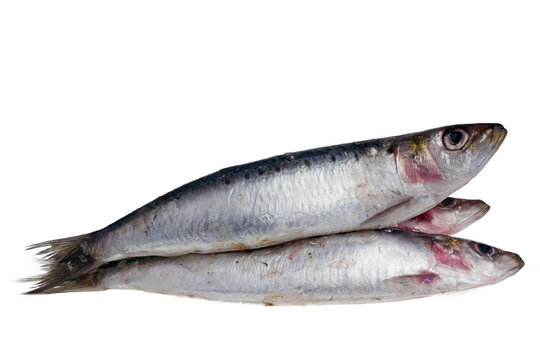 Sardine