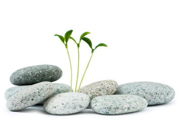 Pebbles and seedlings - alternative medicine concept