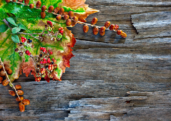 Colorful autumn leaves and pods arranged on stripped bark.