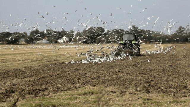 Pflugbegleiter