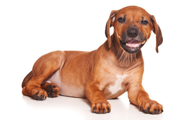Ridgeback isolated on white