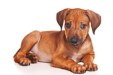 Ridgeback isolated on white