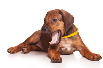 Ridgeback isolated on white