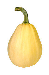 pumpkin on a white