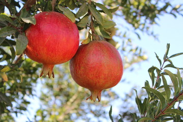 Beautiful red pomegranates on the tree, in a field