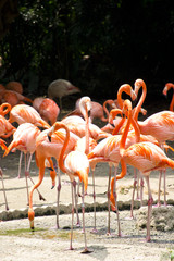 Caribbean flamingo