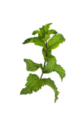 Naklejka premium mint on a white background