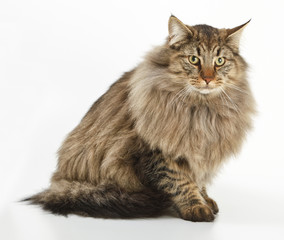 Obraz premium Gato Bosque de Noruega