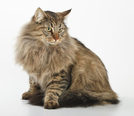 Obraz premium Gato Bosque de Noruega