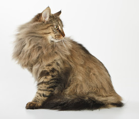 Gato Bosque de Noruega