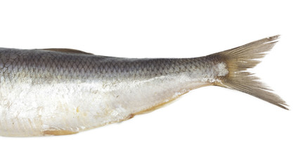 tail salty herring on white background