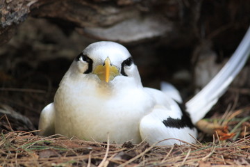 Paille-en-queue des Seychelles