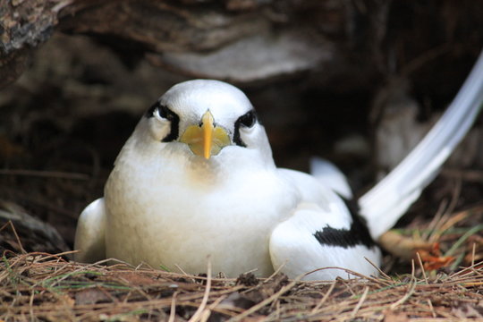 Paille-en-queue des Seychelles
