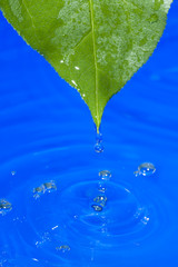 Naklejka na ściany i meble Water and leaf