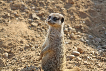 Fototapeta premium wild meerkat
