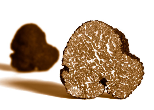 section of black truffle