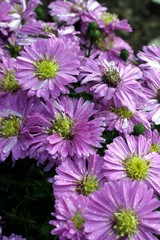 aster