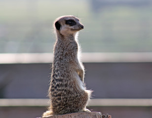 wild meerkat