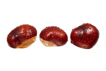 Chestnut fruit with water drops