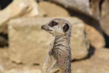 a stunning meerkat